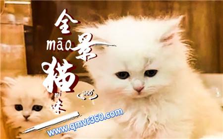 360°全景VR视频：第一人称视角被一群超可爱的小猫咪360包围VR宠物店小猫咪 超清4K 1220-06