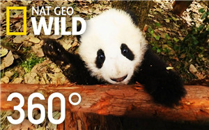 360°全景VR视频：熊猫宝宝的卖萌日常_超清4K- 0707-9