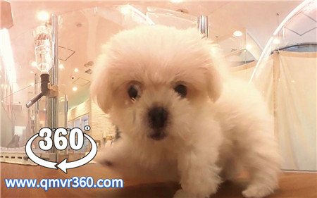 360°全景VR视频：宠物店小狗VR全景360可爱小奶狗，都说了不是毛绒玩具，汪~_超清 4K-1107-19