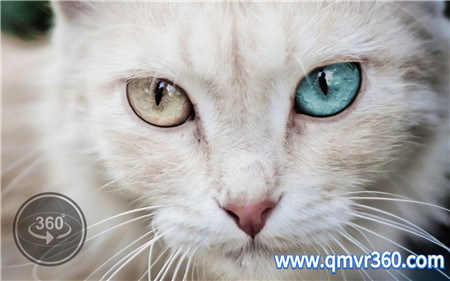 360°全景VR视频：不同动物眼中的世界VR视觉_超清 4K- 1102-07