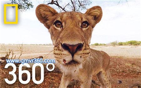 360°全景VR视频：大草原上的小狮子VR非洲大草原狮子360全景_超清 4K 1107-01