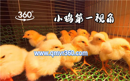 360°全景VR视频：小鸡就在你身边VR萌宠宠物全景视频 超清4K 0129-02