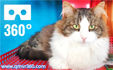 360°全景VR视频：让你近距离感受一下可爱的小猫咪 可爱宠物 超清4K 0501-03
