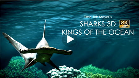 180°全景3D视频：鲨鱼之王 3D 预告片 超清8K 0112-17