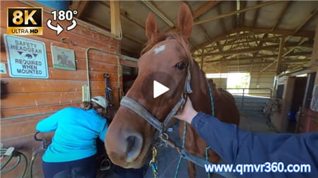 180°全景VR视频：参观马场 VR农村马匹跑马白马匹 超清6K 0112-12