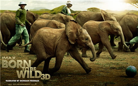 3D纪录片《天生狂野》3D英国动物世界纪录片 高清 左右分屏格式