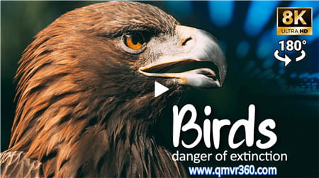 180°全景VR视频：《希望之翼：珍奇鸟类》VR探索厄瓜多尔保护区鸟类保护动物VR超清8K 0415-29