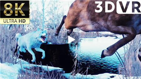 180°VR视频：3D狼狩猎动画视频 – 8K 60FPS  超高清 0718-01